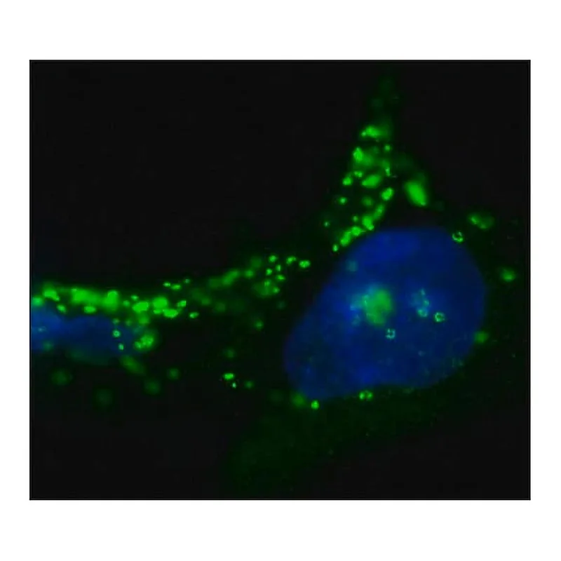 Merck Anti-ADFP / PLIN2 antibody, Mouse monoclonal