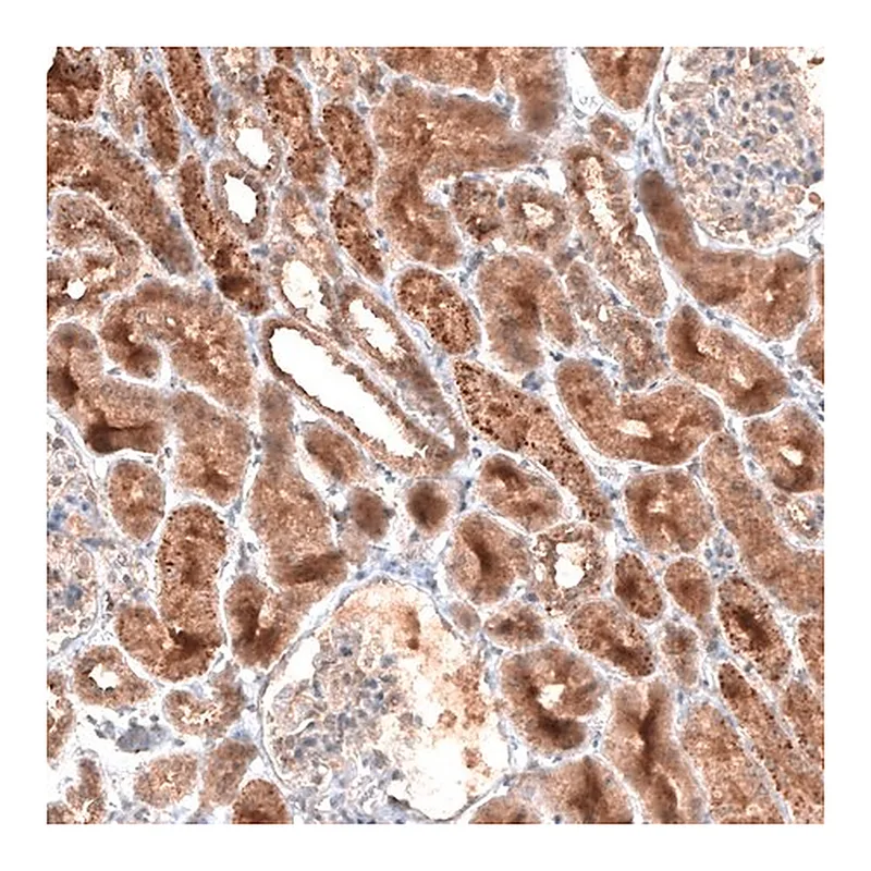 Merck Monoclonal Anti-LAPTM4B antibody produced in mouse