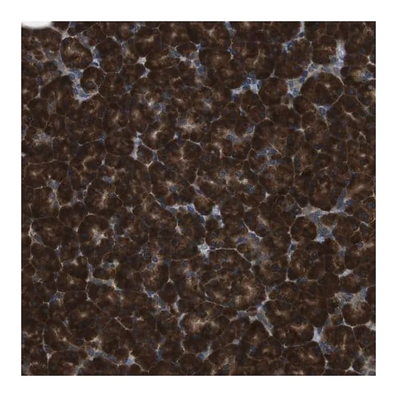 Merck Anti-SSR3 antibody produced in rabbit
