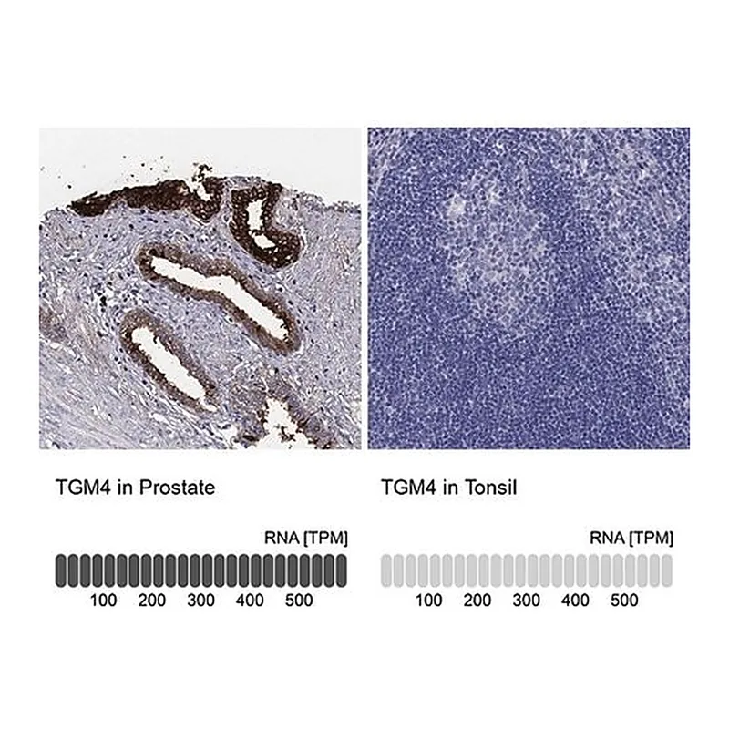 Merck Anti-TGM4 antibody produced in rabbit