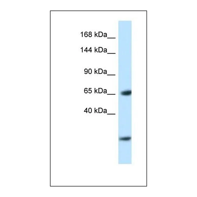 Merck Anti-EBF3 antibody produced in rabbit