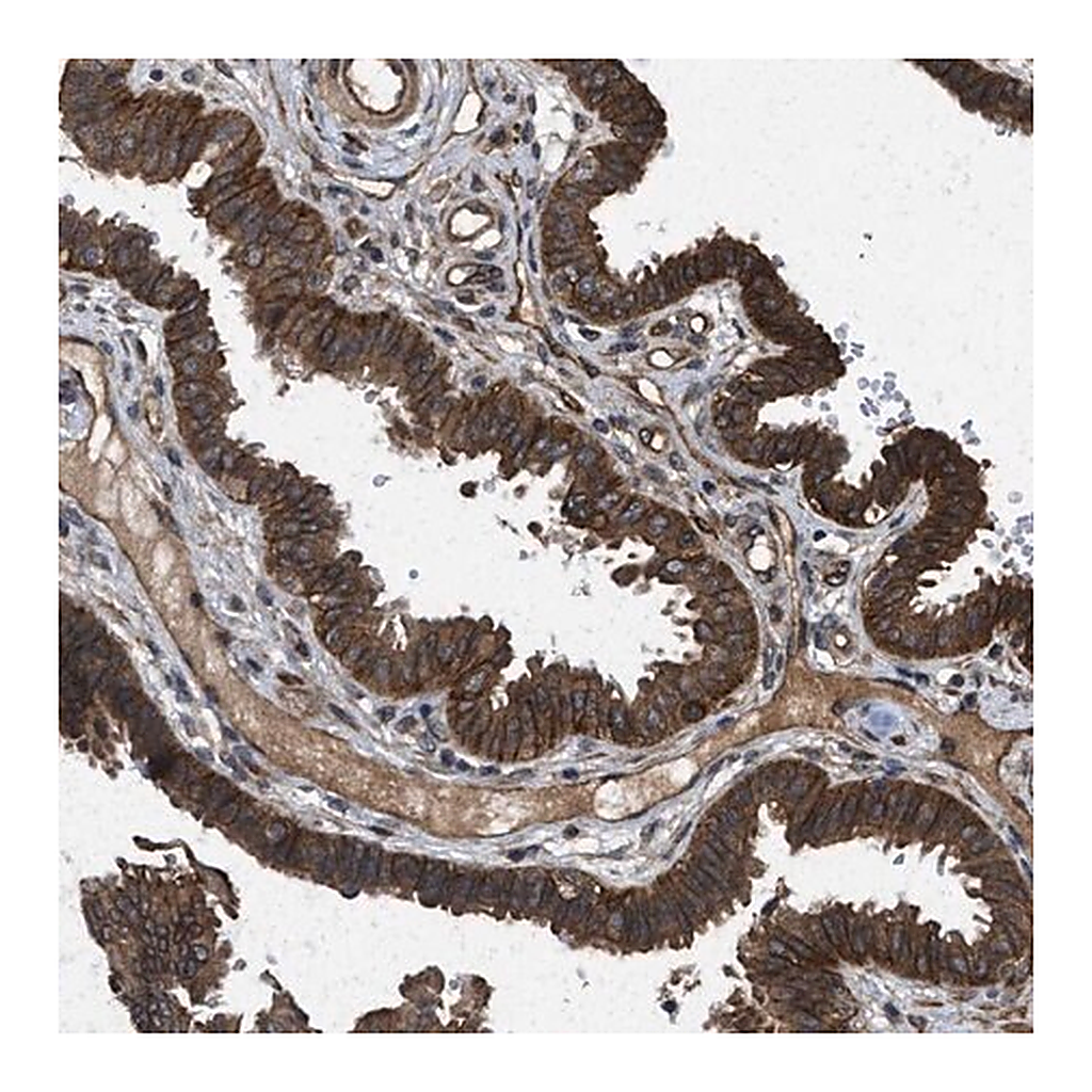 Merck Anti-FZD6 antibody produced in rabbit