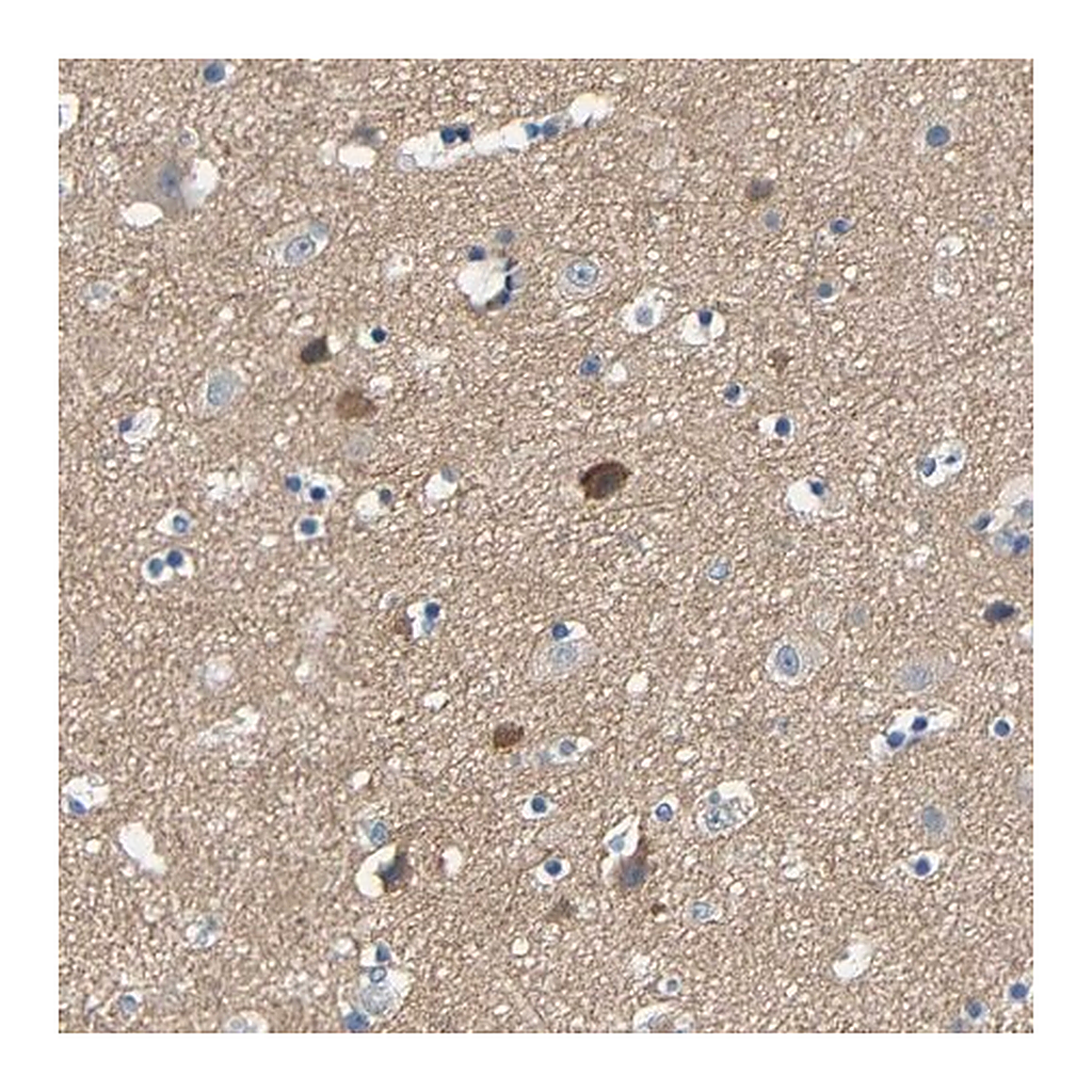 Merck Anti-NEGR1 antibody produced in rabbit