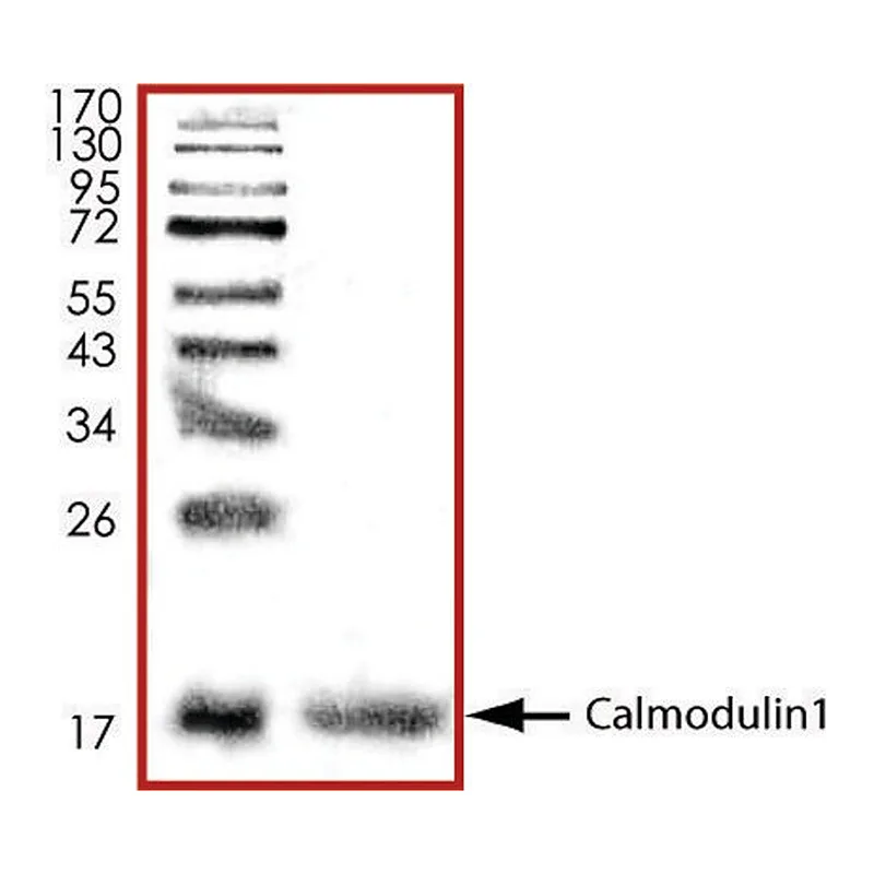 Merck Calmodulin1, His tagged human