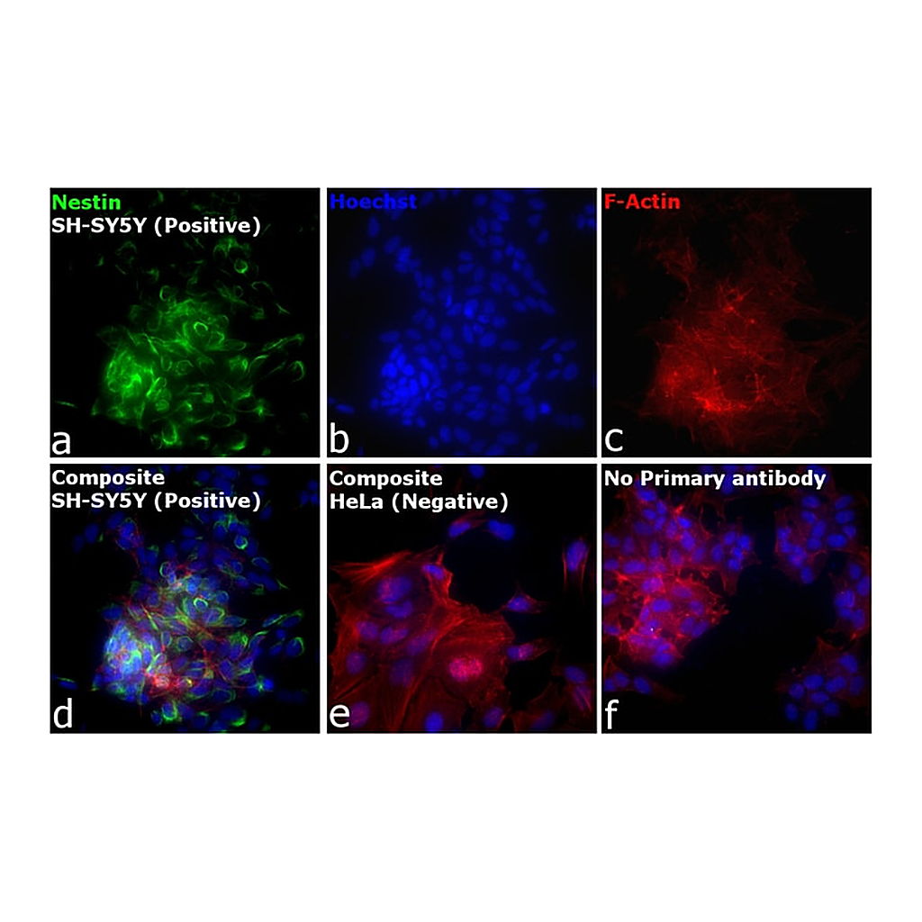 Thermo Fisher Scientific F(ab`)2-Goat anti-Mouse IgG (H+L) Cross-Adsorbed Secondary Antibody, Alexa Fluor Plus 488