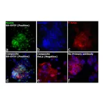 Thermo Fisher Scientific F(ab`)2-Goat anti-Mouse IgG (H+L) Cross-Adsorbed Secondary Antibody, Alexa Fluor Plus 488