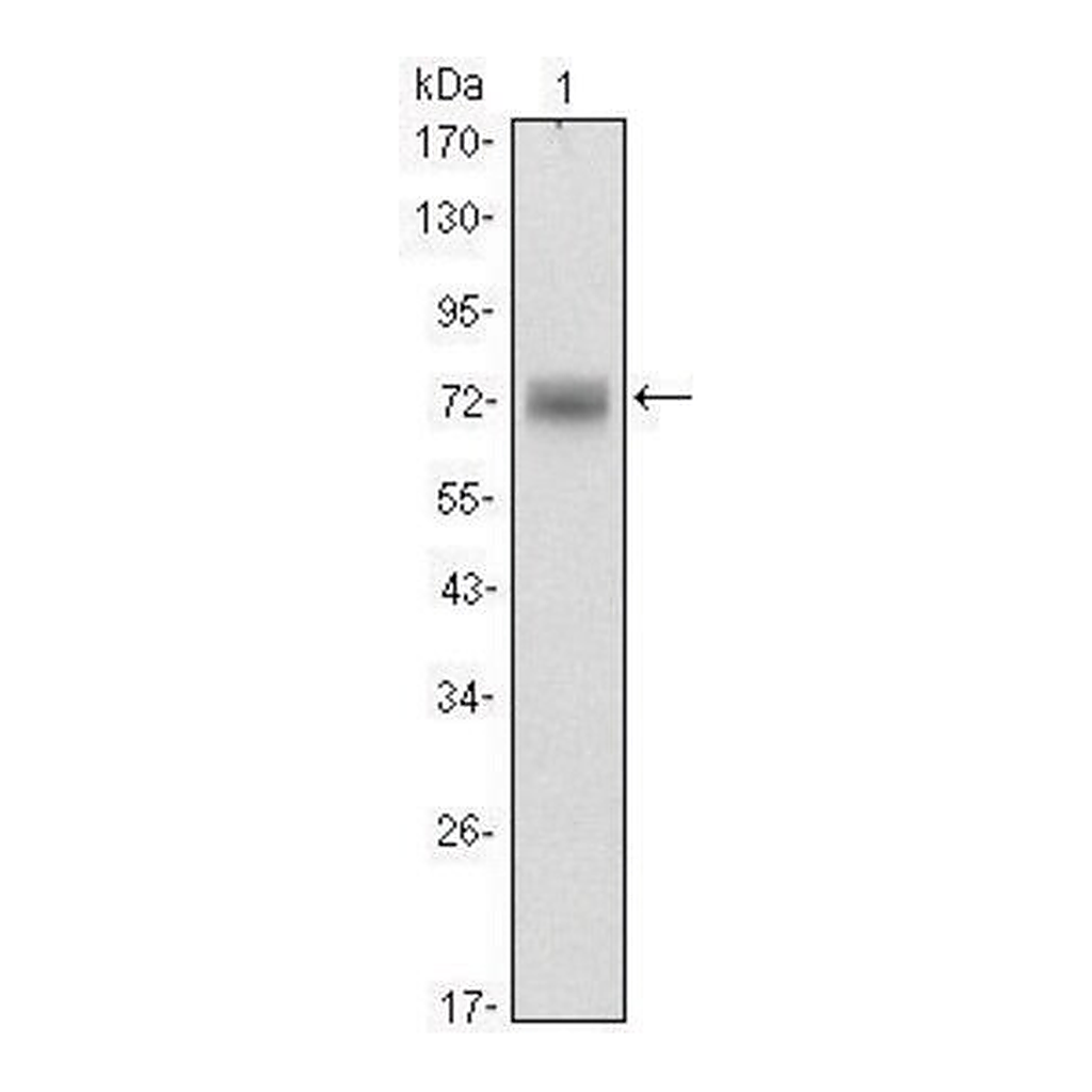 Merck Monoclonal Anti-ZBTB16 antibody produced in mouse