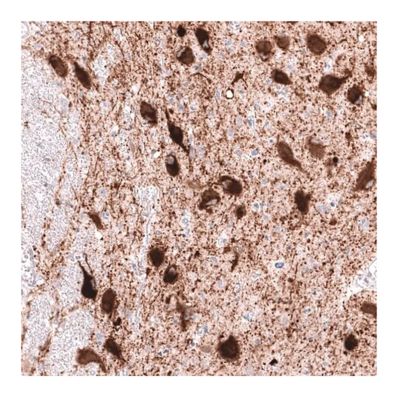 Merck Anti-SLC18A2 antibody produced in mouse