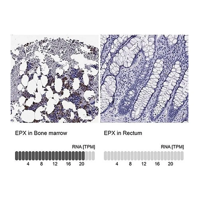 Merck Anti-EPX antibody produced in rabbit