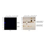 Thermo Fisher Scientific Goat anti-Rabbit IgG (H+L) Cross-Adsorbed Secondary Antibody