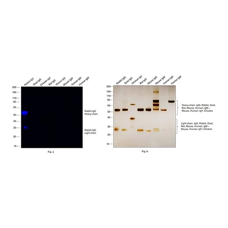 Thermo Fisher Scientific Goat anti-Rabbit IgG (H+L) Cross-Adsorbed Secondary Antibody