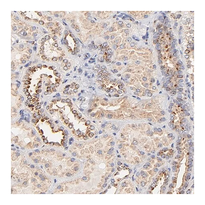 Merck Anti-FMNL3 antibody produced in rabbit