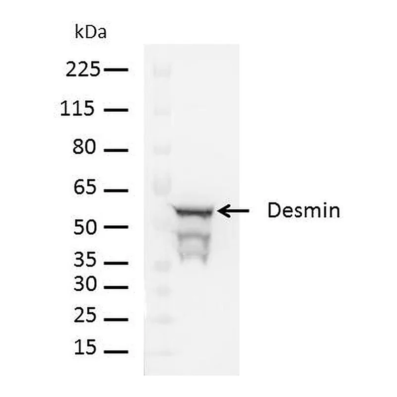 Thermo Fisher Scientific F(ab`)2-Goat anti-Rabbit IgG (H+L) Cross-Adsorbed Secondary Antibody, HRP