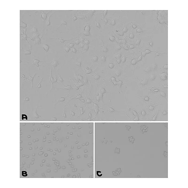 Merck Laminin/Poly-L-Lysine Coating Solution
