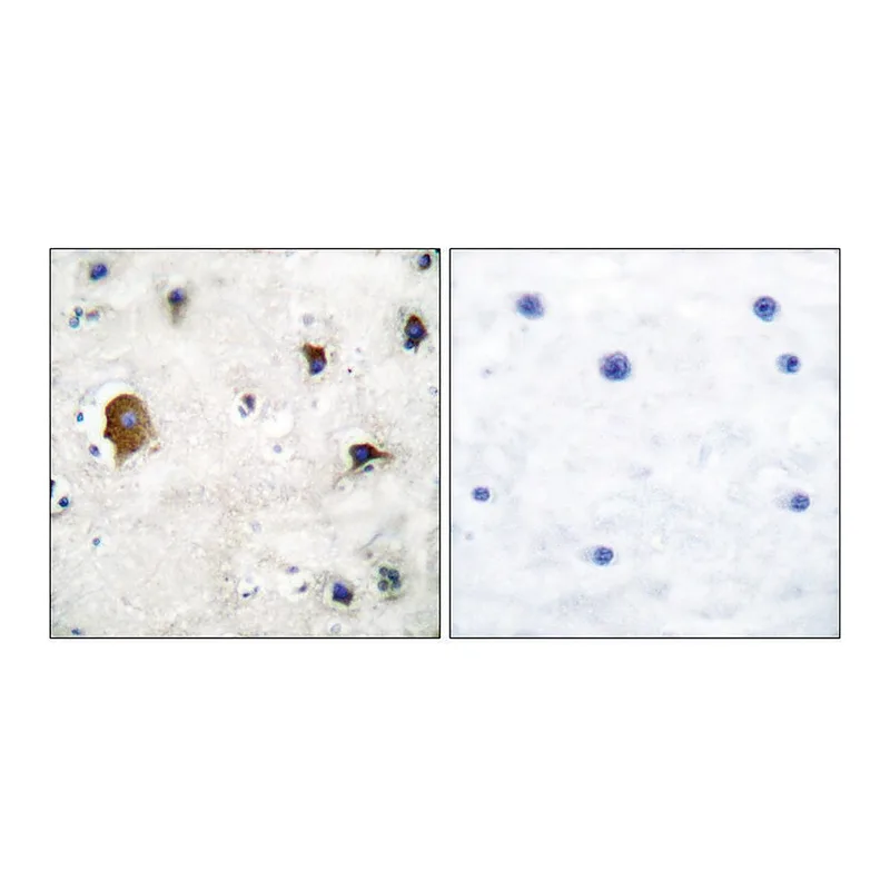 Merck Anti-Connexin 43 antibody produced in rabbit