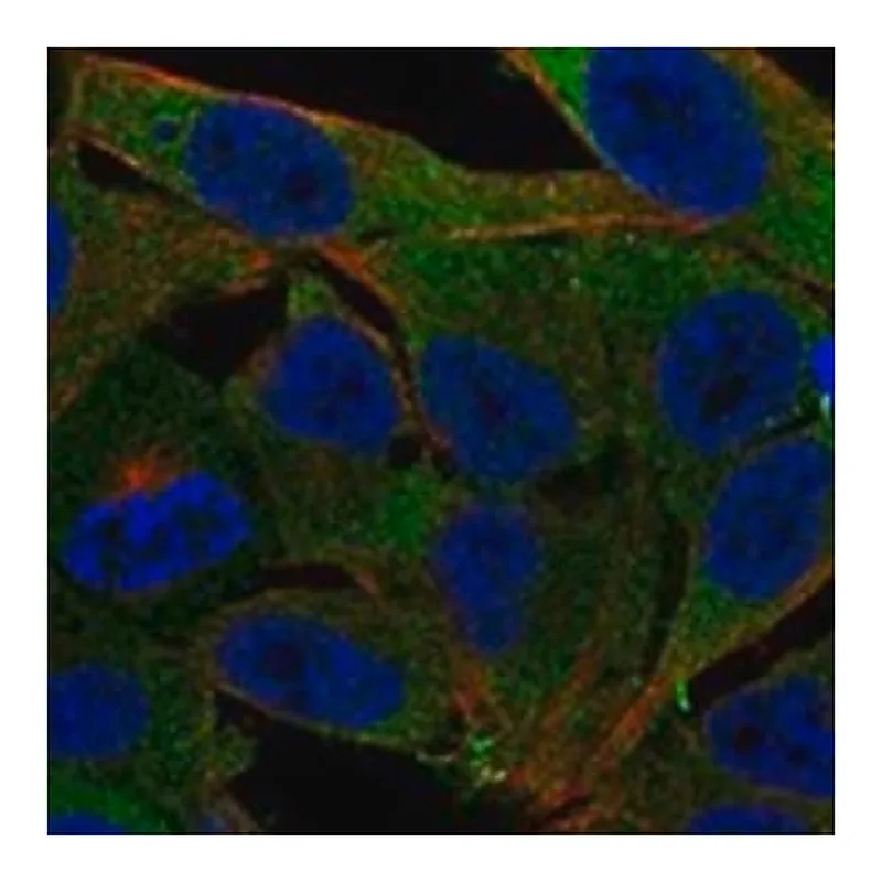 Merck Anti-PMM1 antibody produced in rabbit