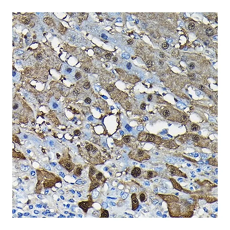 Merck Anti-Arginase 1 (ARG1) antibody produced in rabbit
