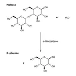 Merck alpha-Glucosidase from rice
