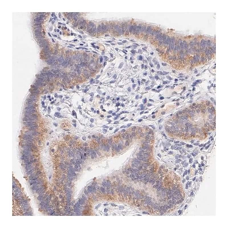Merck Anti-RPL11 antibody produced in rabbit