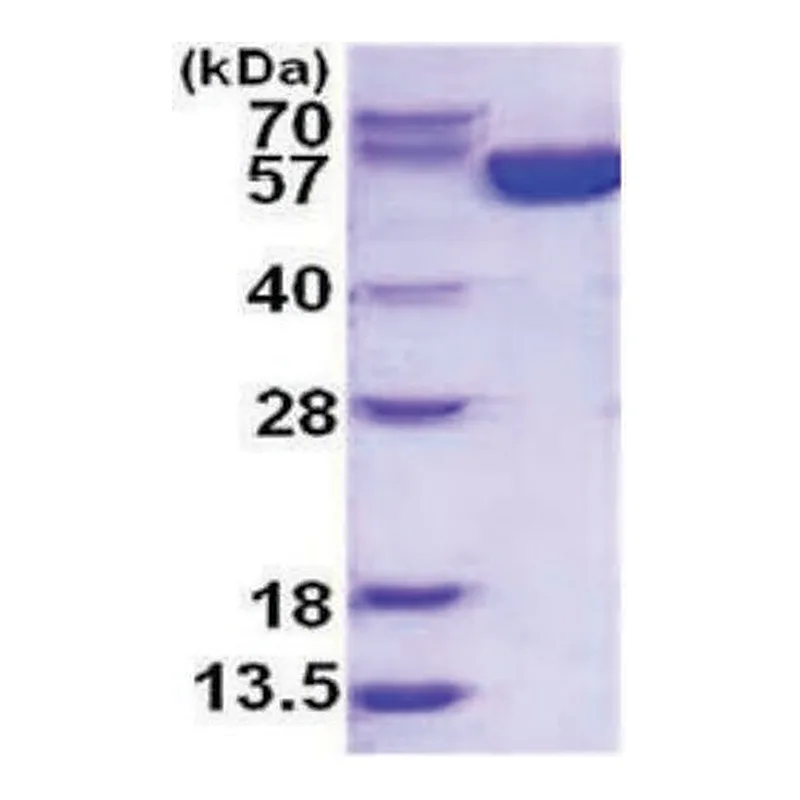 Merck G6PD human