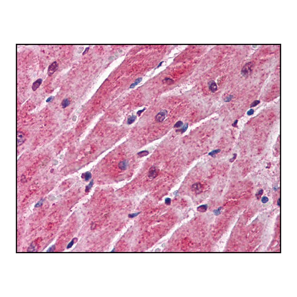 Merck Anti-SFRP1 antibody produced in rabbit