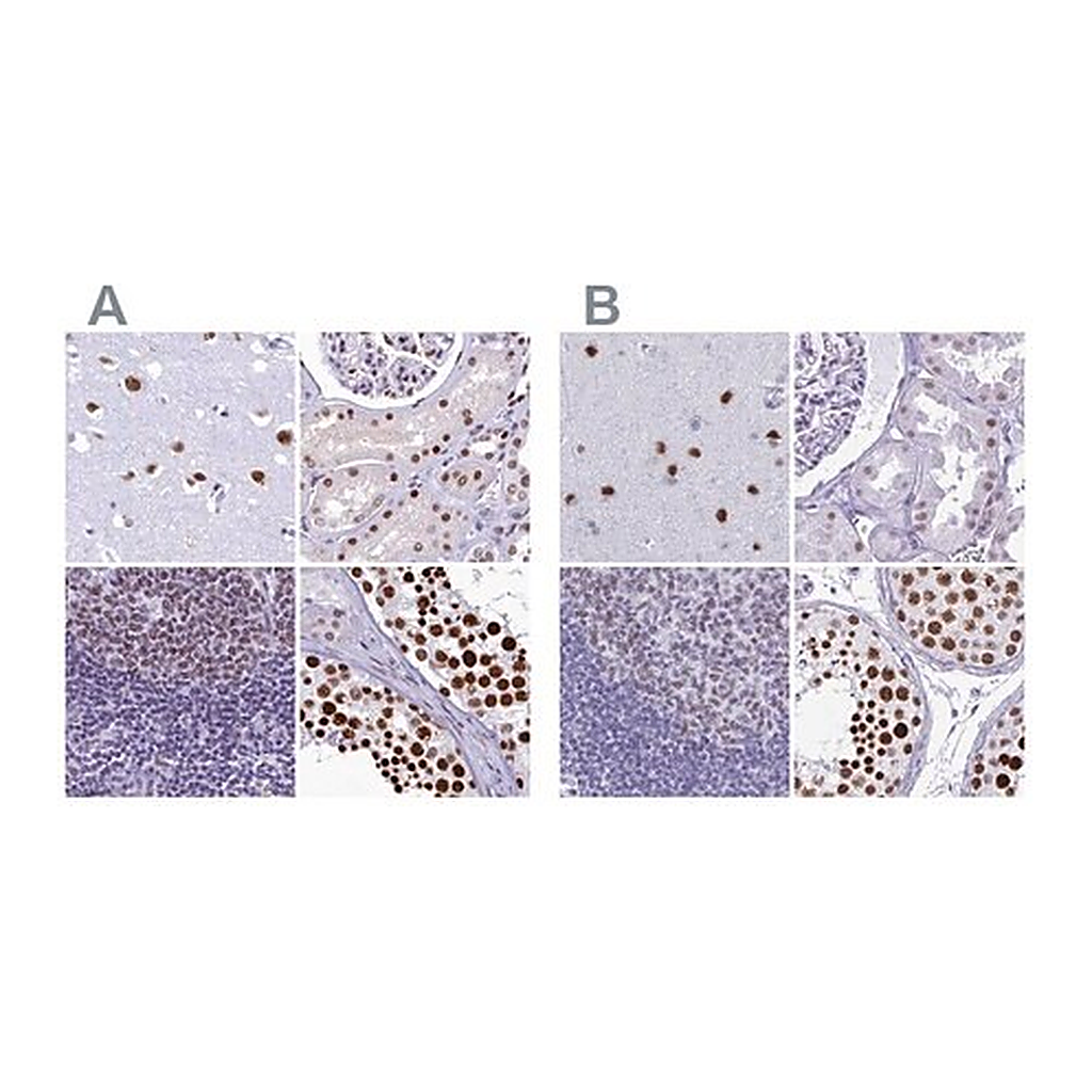 Merck Anti-SUGP2 antibody produced in rabbit