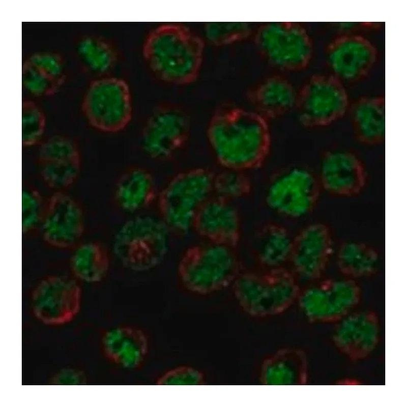 Merck Anti-ZNF608 antibody produced in rabbit