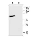 Merck Anti-TREK-1 antibody produced in rabbit