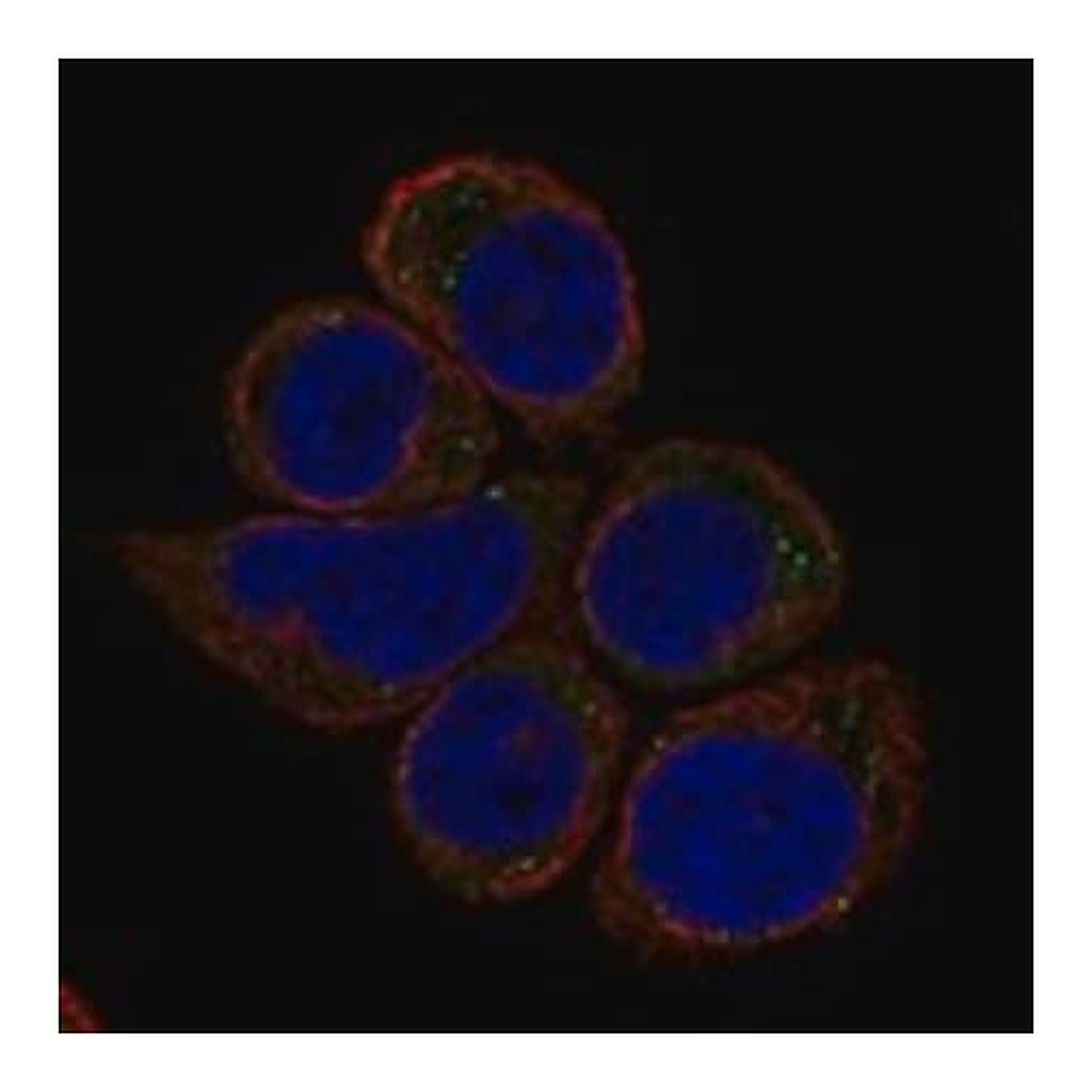 Merck Anti-IGSF10 antibody produced in rabbit