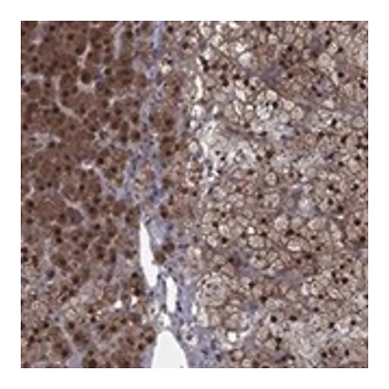 Merck Anti-IAH1 antibody produced in rabbit