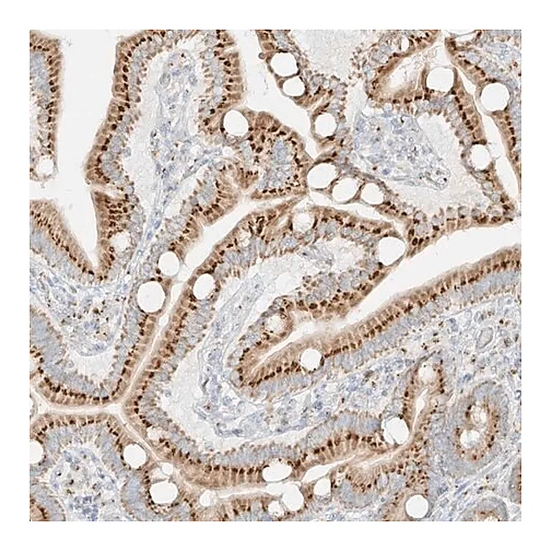 Merck Anti-TMEM87B antibody produced in rabbit