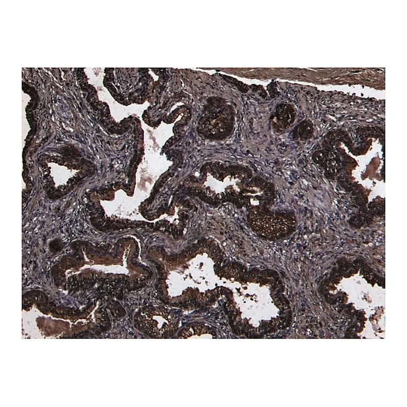 Merck Anti-DPP4/CD26 antibody produced in goat