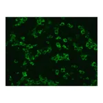 Merck Anti-Rat IgG (whole molecule)-FITC antibody produced in rabbit