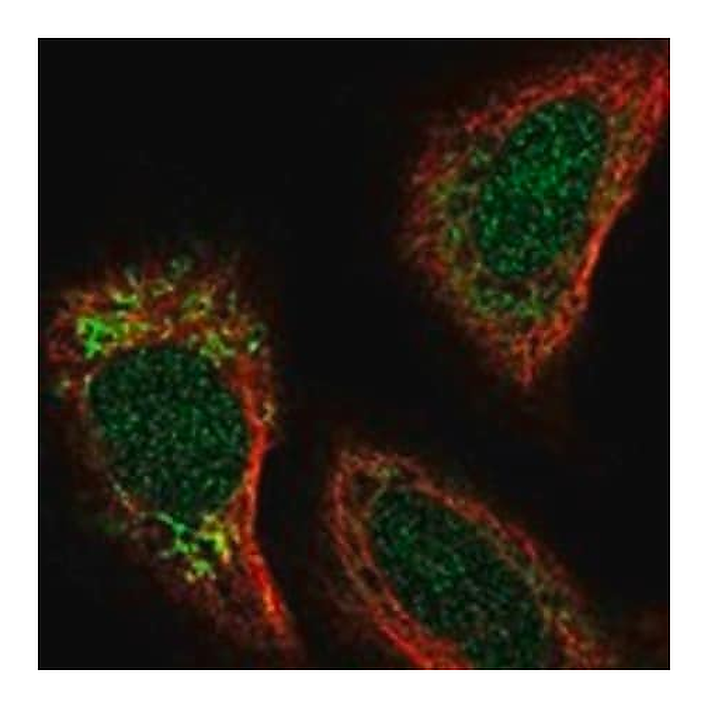 Merck Anti-EXOG antibody produced in rabbit