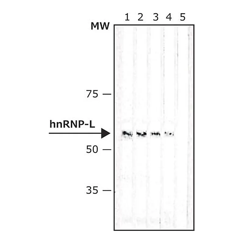 Merck Anti-hnRNP-L antibody, Mouse monoclonal