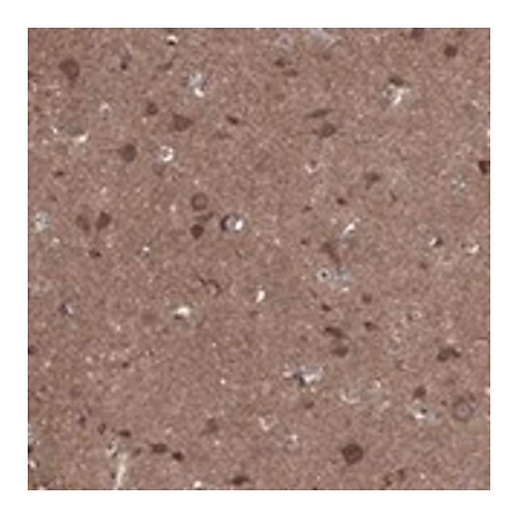 Merck Anti-BMERB1 antibody produced in rabbit