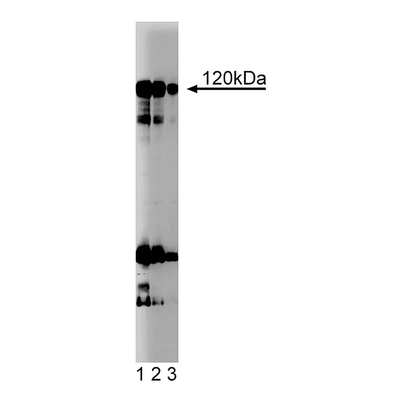 BD Purified Mouse Anti- NFAT-1