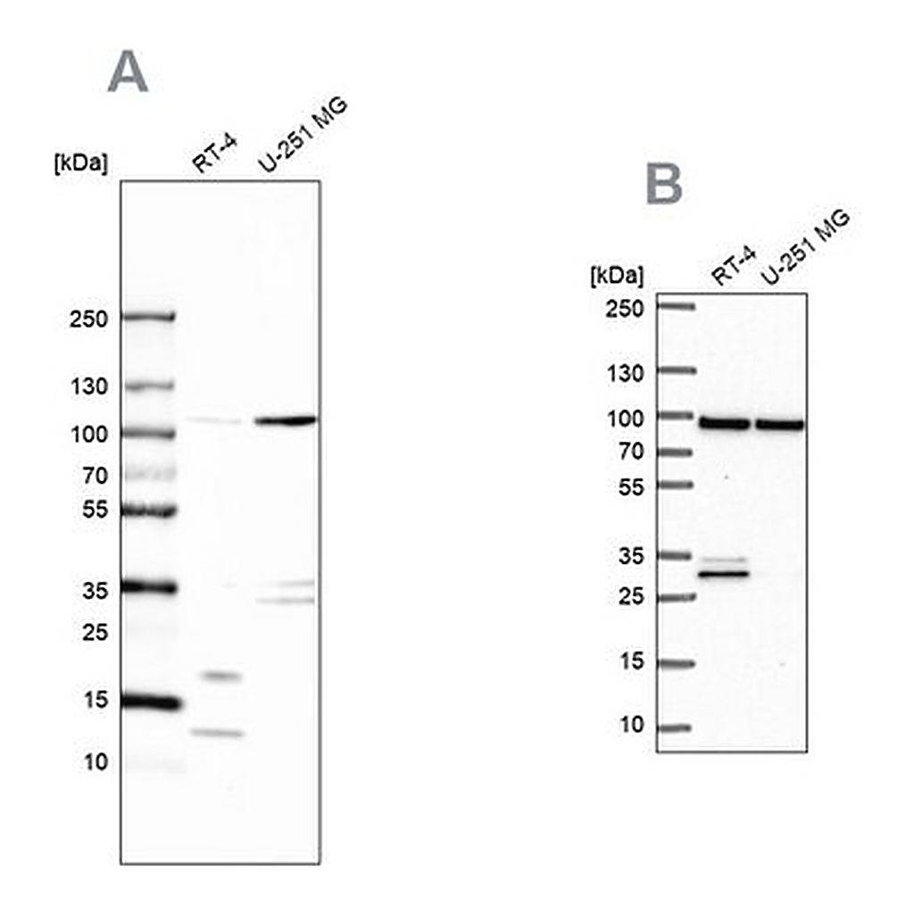 Merck Anti-WDR48 antibody produced in rabbit