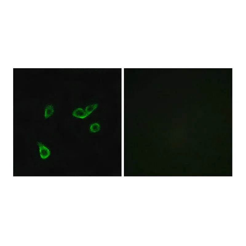 Merck Anti-GPR35 antibody produced in rabbit