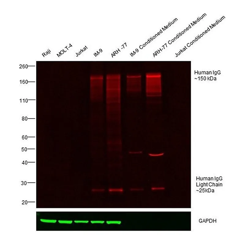 Thermo Fisher Scientific Donkey anti-Human IgG (H+L) Cross-Adsorbed Secondary Antibody, DyLight 800