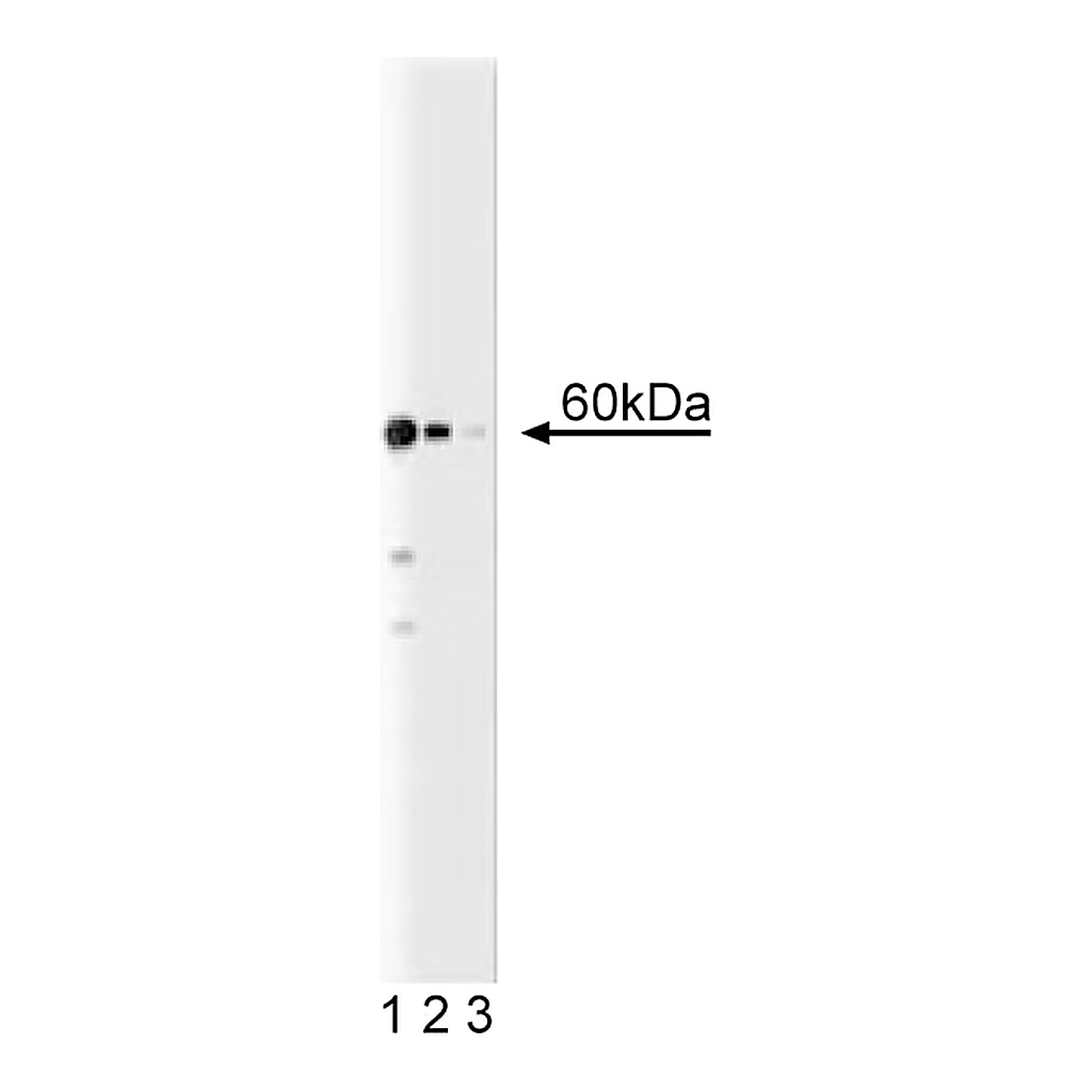 BD Purified Mouse Anti- BAF60a