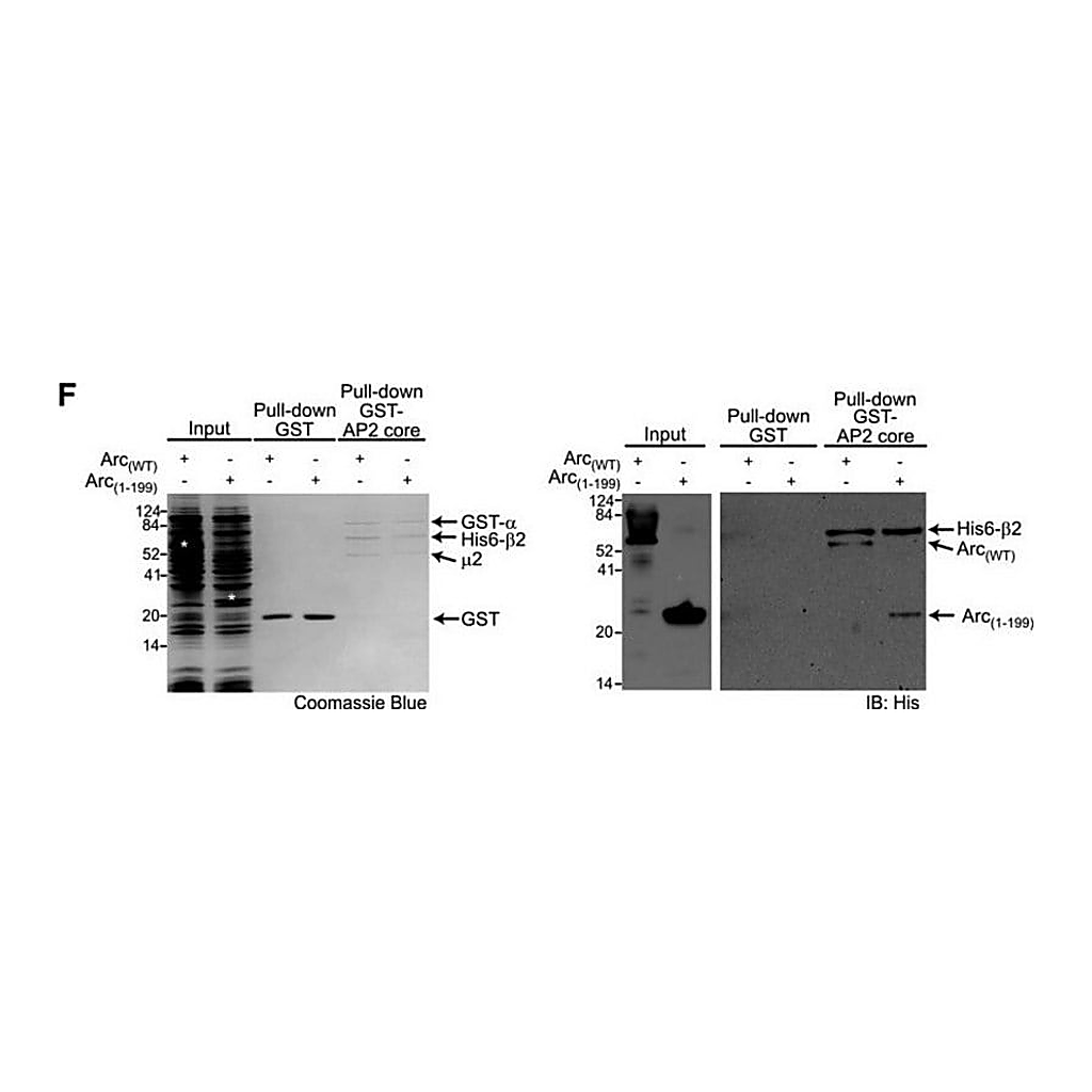 Merck Monoclonal Anti-polyHistidine antibody produced in mouse