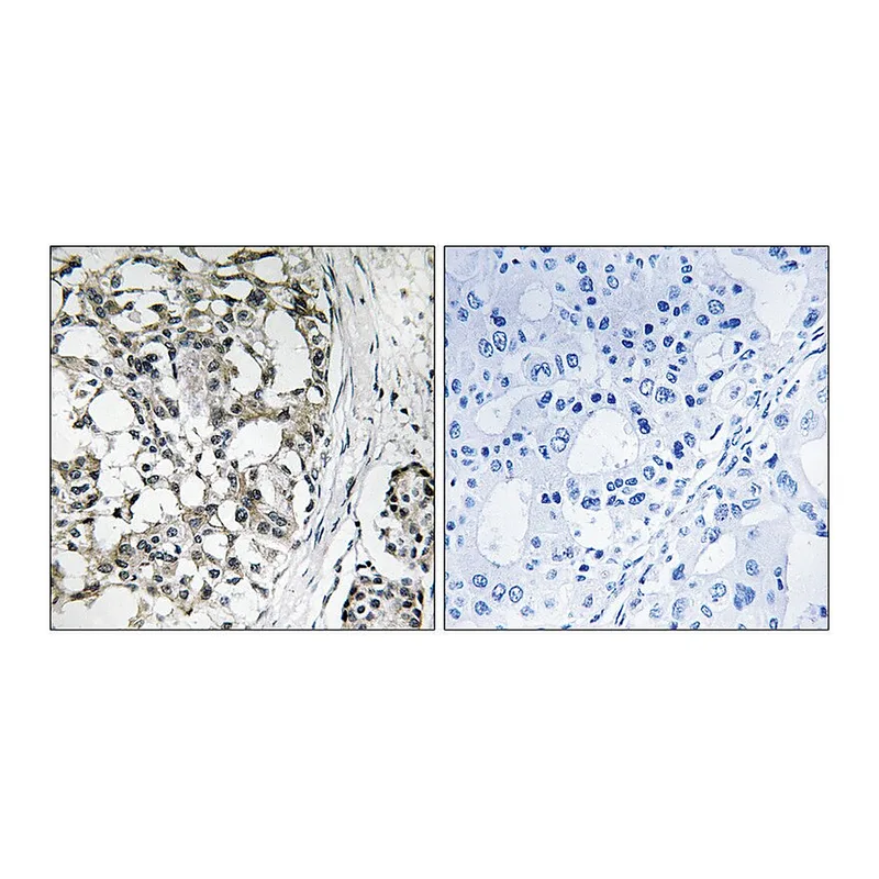 Merck Anti-PEX14 antibody produced in rabbit