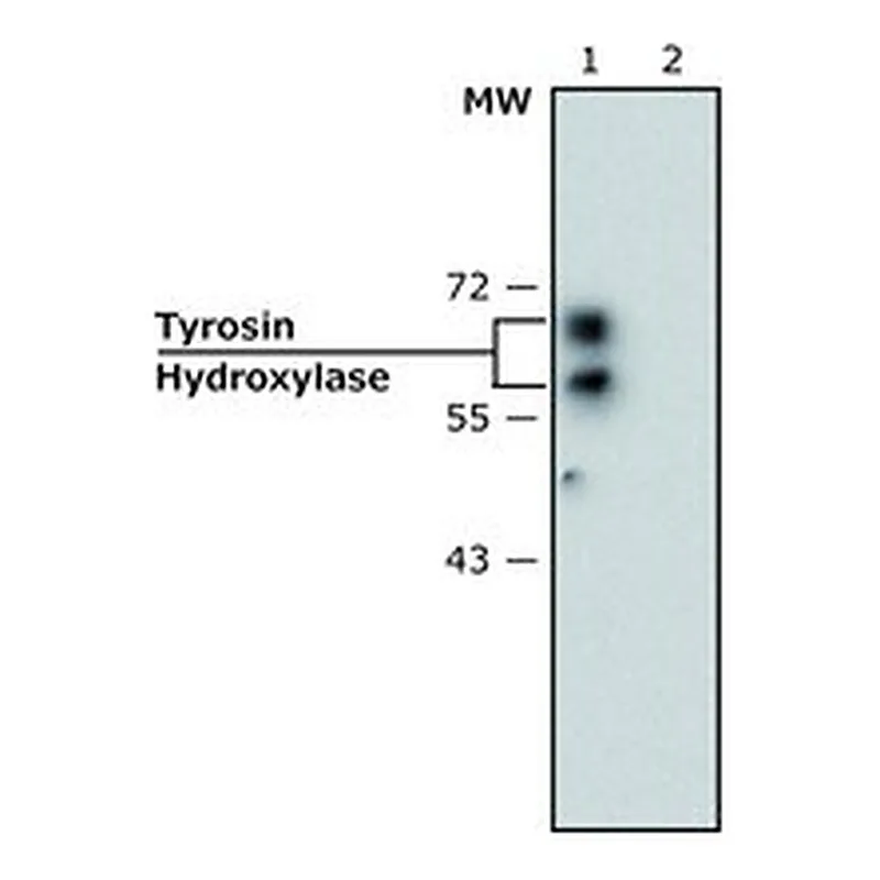 Merck MONOCLONAL ANTI-TYROSINE HYDROXYLASE, &