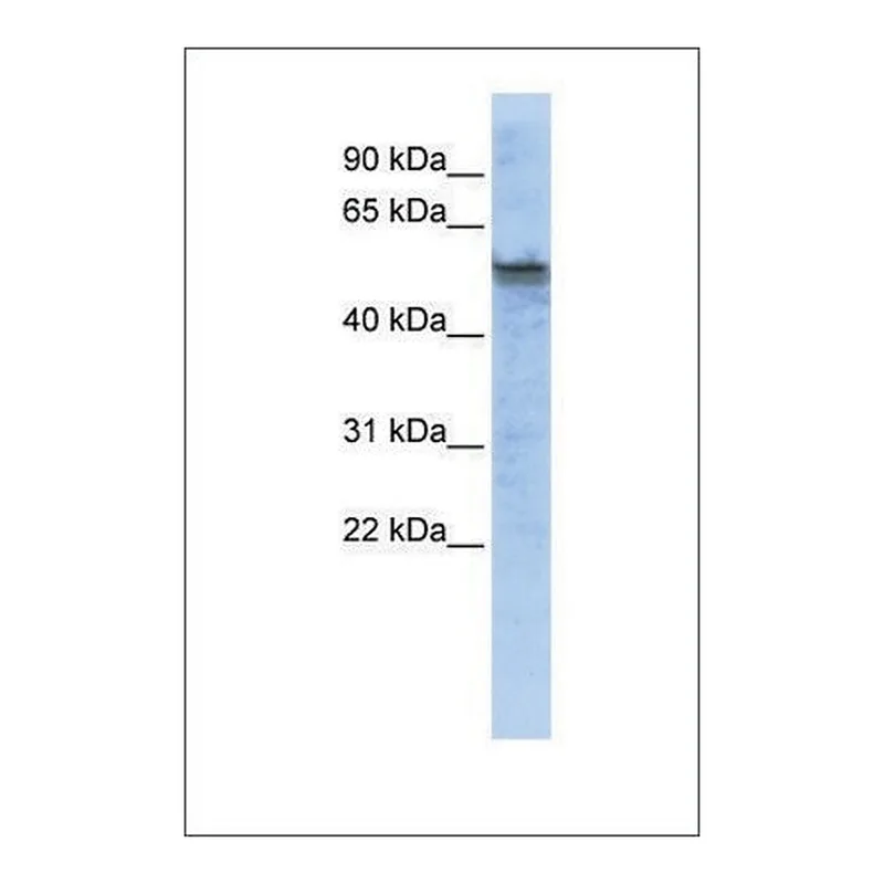 Merck Anti-TPH2 antibody produced in rabbit
