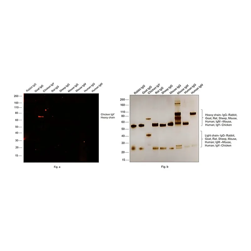 Thermo Fisher Scientific Goat anti-Chicken IgY (H+L) Secondary Antibody, Alexa Fluor 568