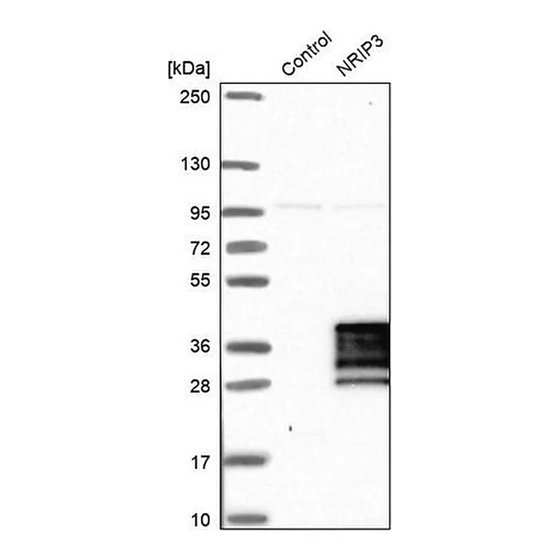 Merck Anti-NRIP3 antibody produced in rabbit