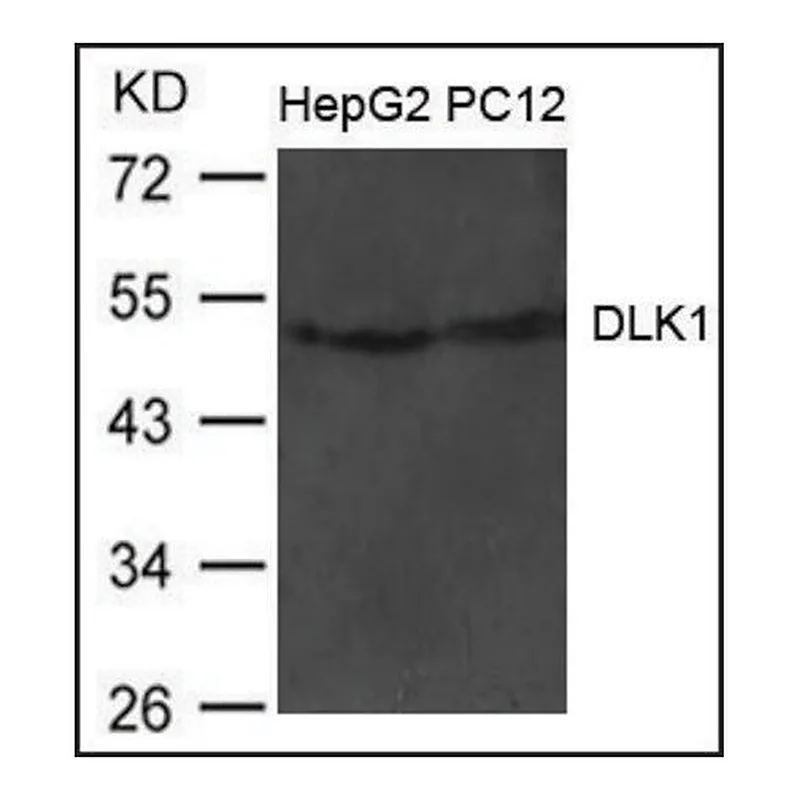 Merck Anti-DLK1 antibody produced in rabbit