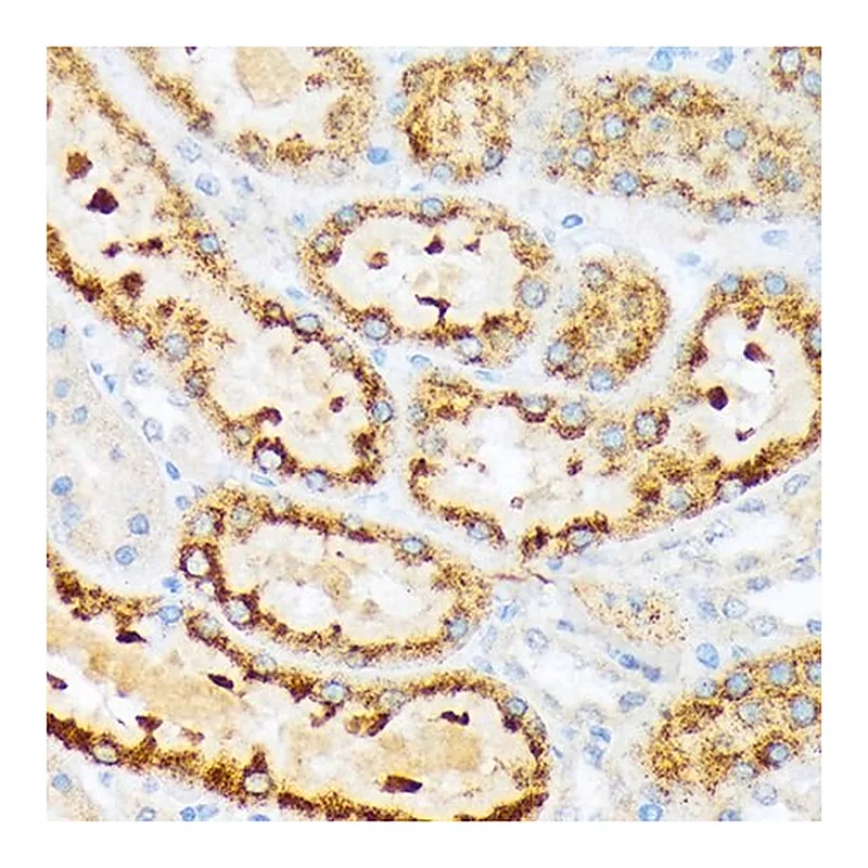 Merck Anti-ENTPD5 antibody produced in rabbit