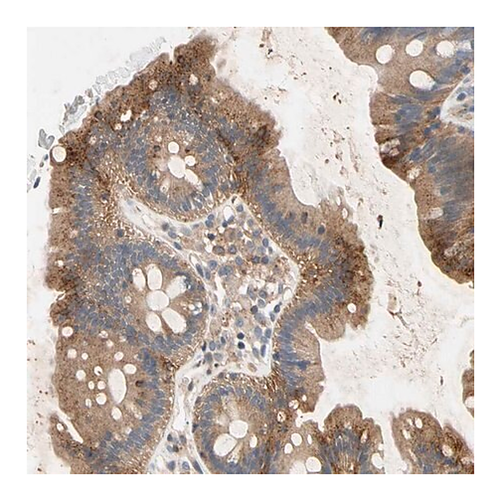 Merck Anti-NDFIP2 antibody produced in rabbit